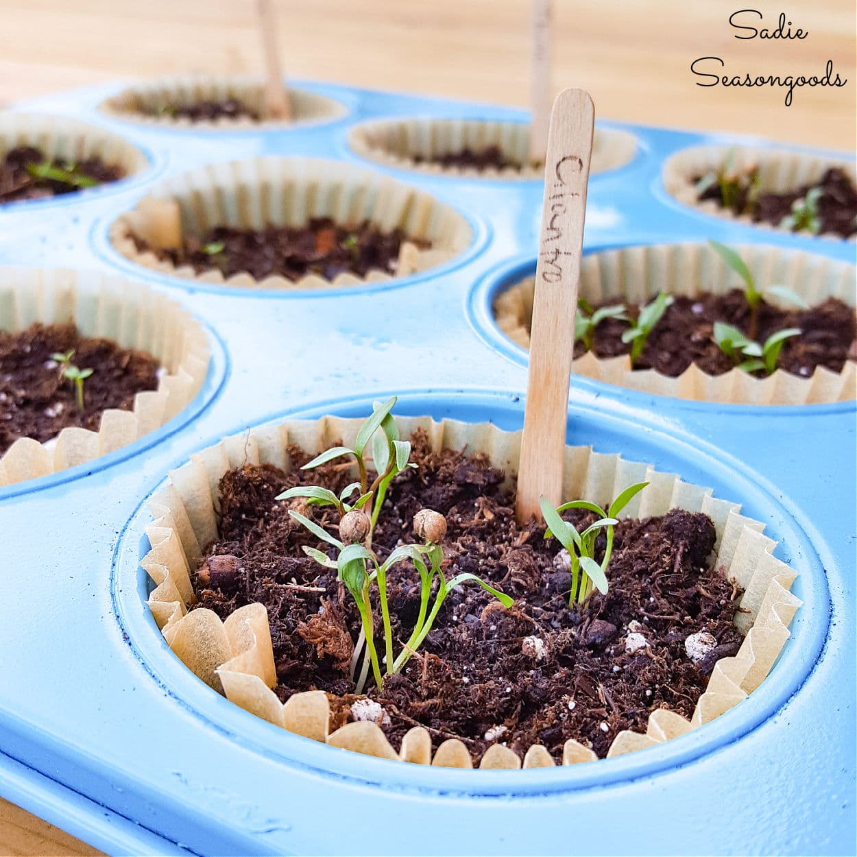 DIY Seed Starting Trays: 7 Easy, Inexpensive Containers to Try