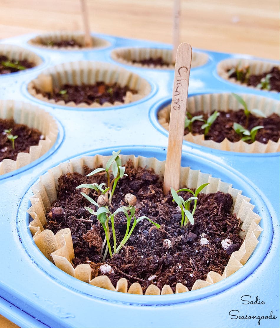 https://www.sadieseasongoods.com/wp-content/uploads/2017/03/starting-seeds-for-herb-plants-in-a-muffin-tin.jpg