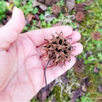 sweet gum tree balls for nature crafts