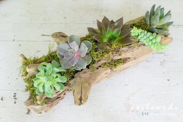 planting succulents in a piece of driftwood