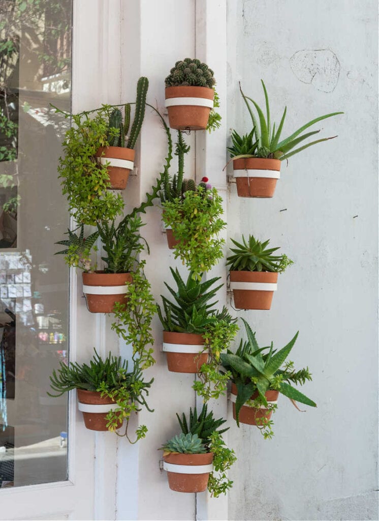 10 Hanging Plants To Add Style and Texture to Your Home