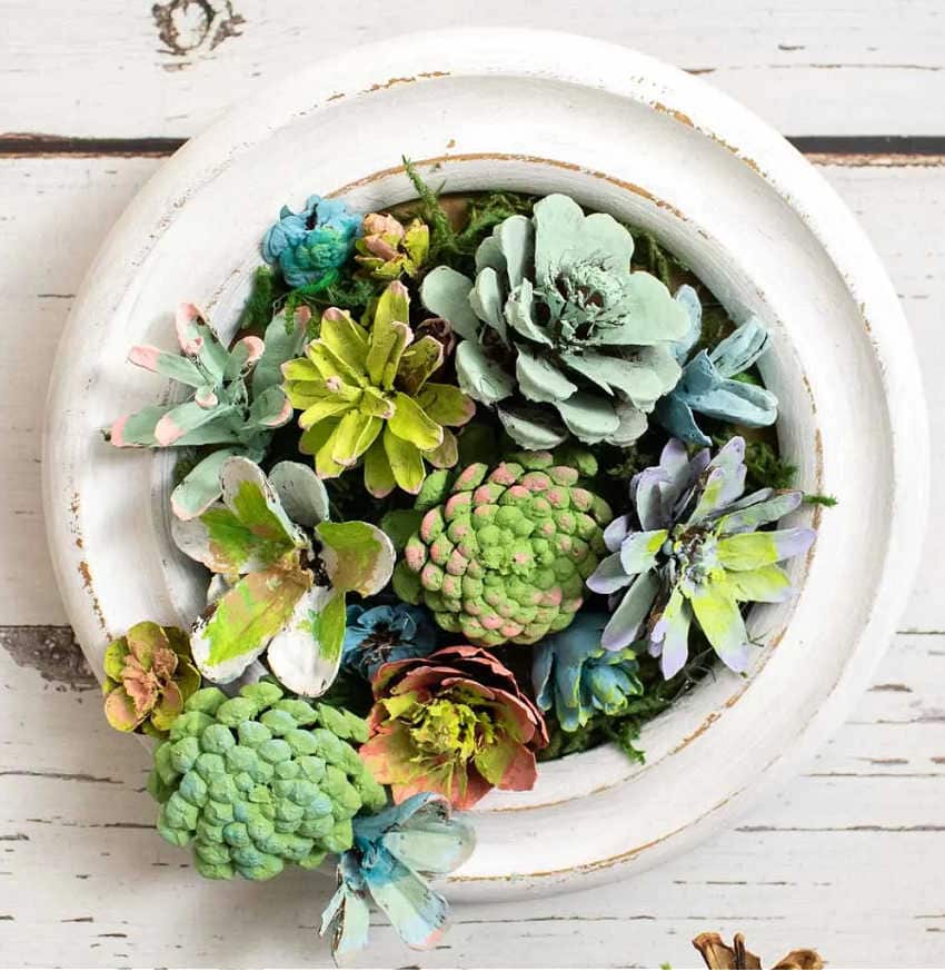 succulents from pinecones