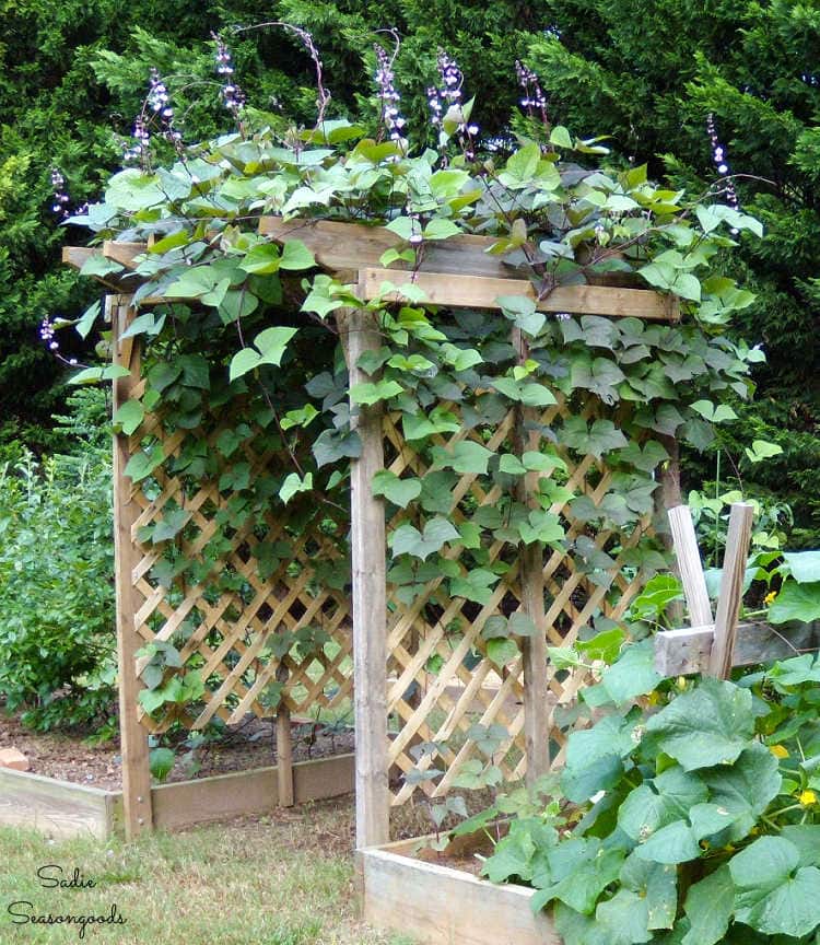 adding an arbor to your garden