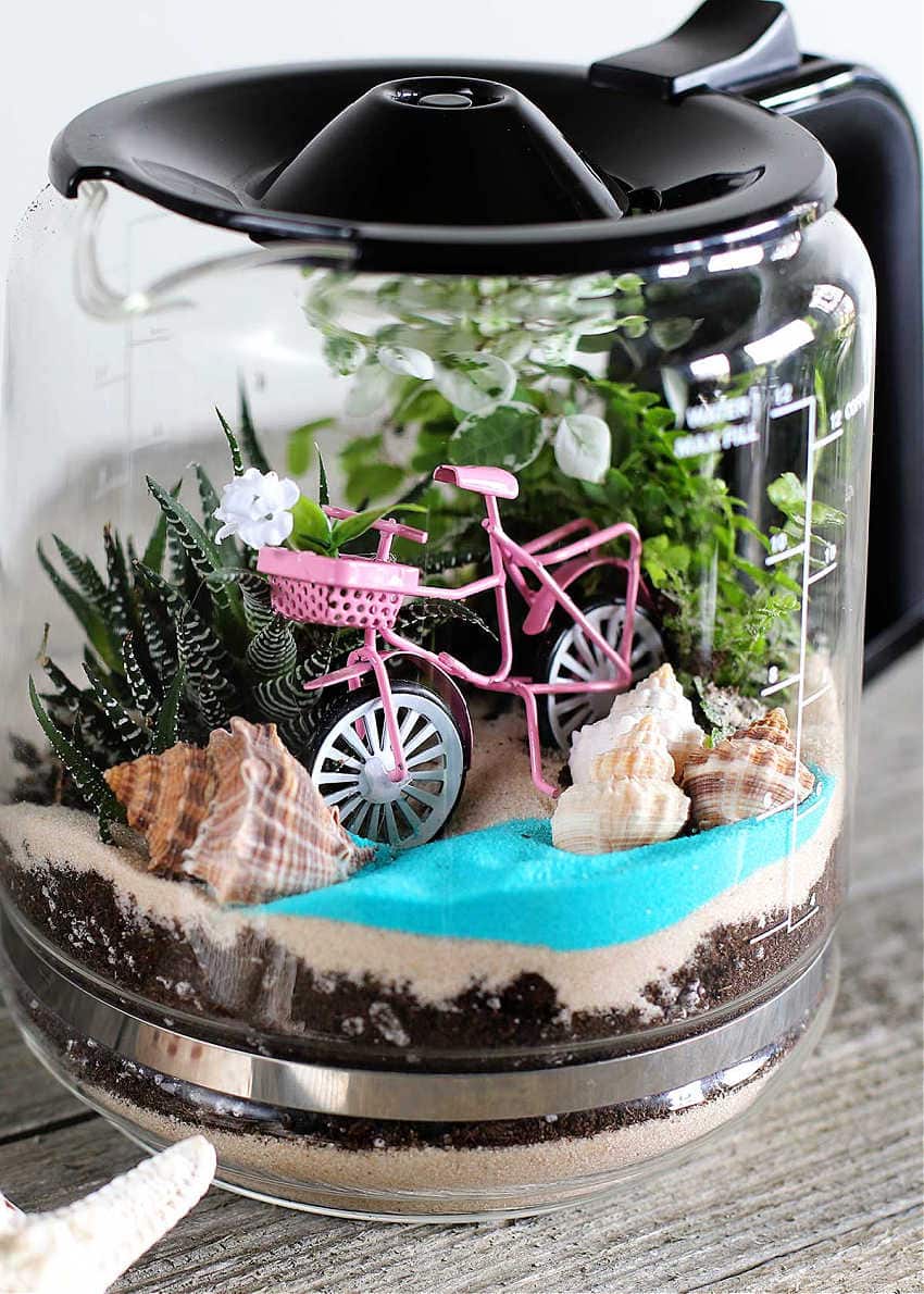 diy terrarium in a thrifted coffee pot