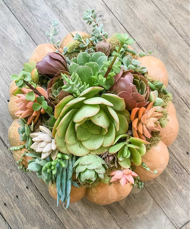 succulents on a pumpkin