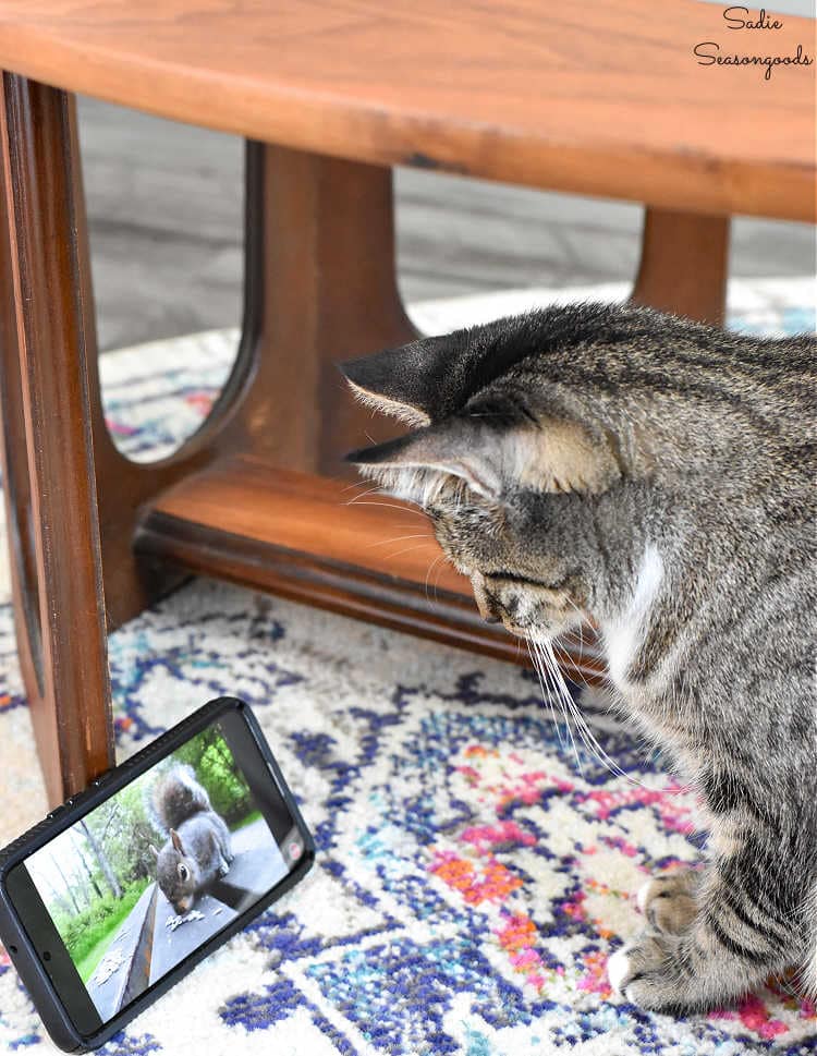 cat watching a squirrel video