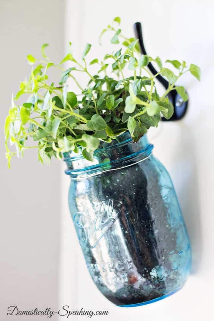 hanging planters from glass jars